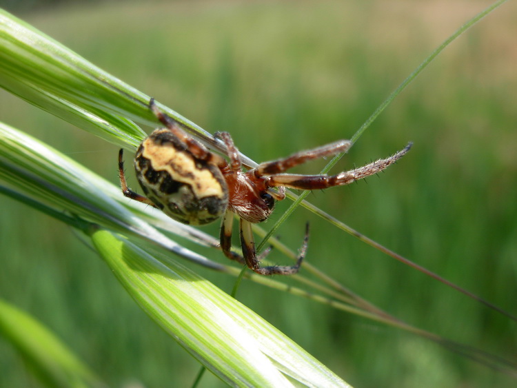 Larinioides sp.